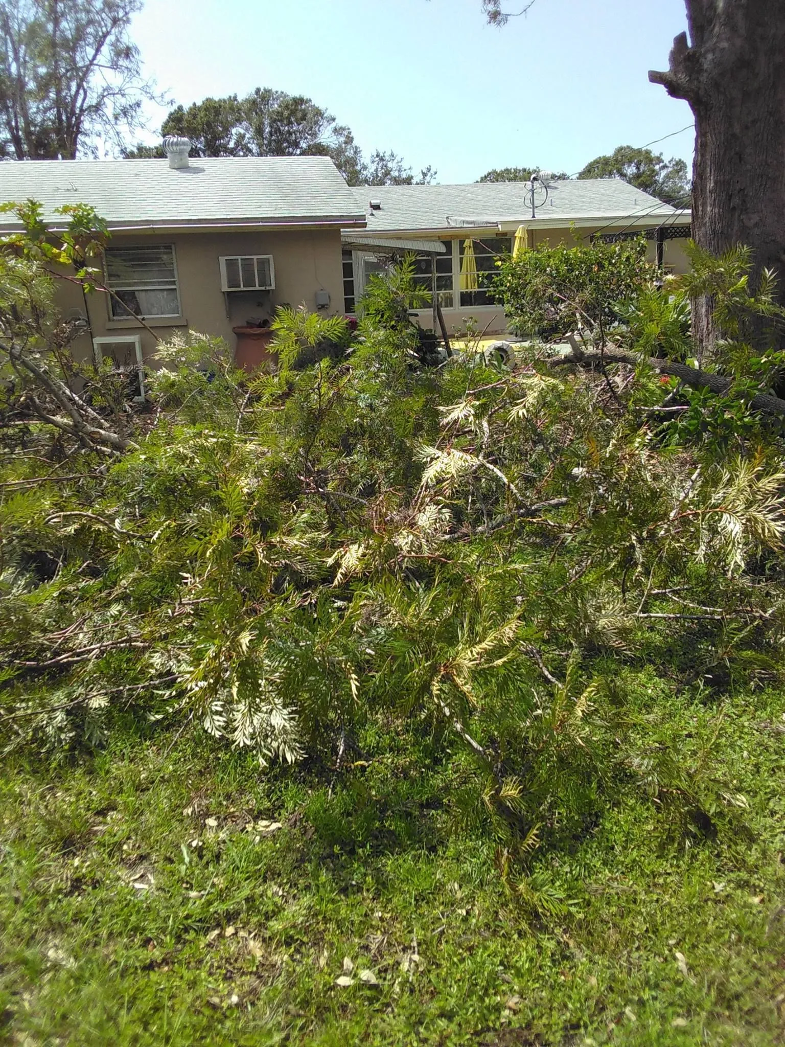 A house with a lot of bushes in front of it