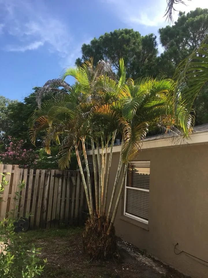 A palm tree is growing in the backyard of a house.
