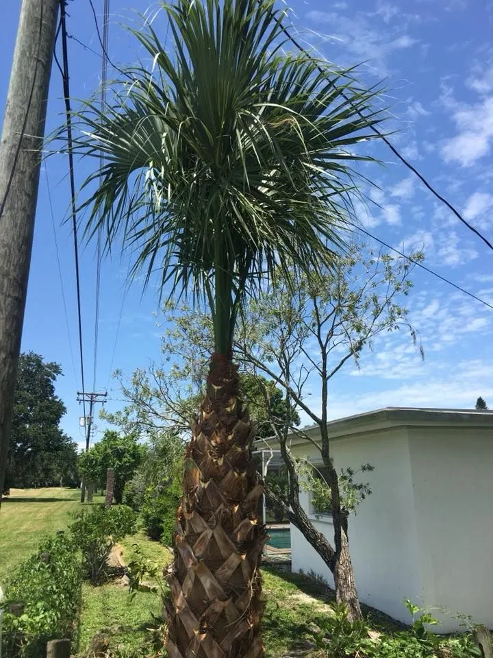 A palm tree is standing in front of a white house.