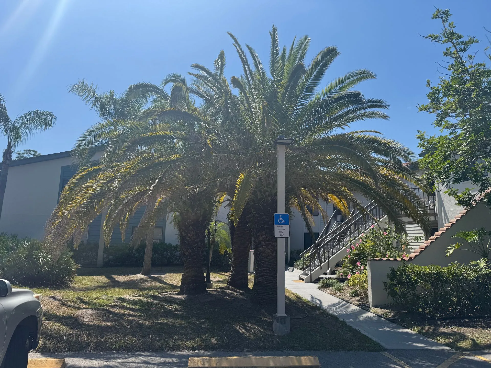 A palm tree in front of a building with a handicapped parking sign