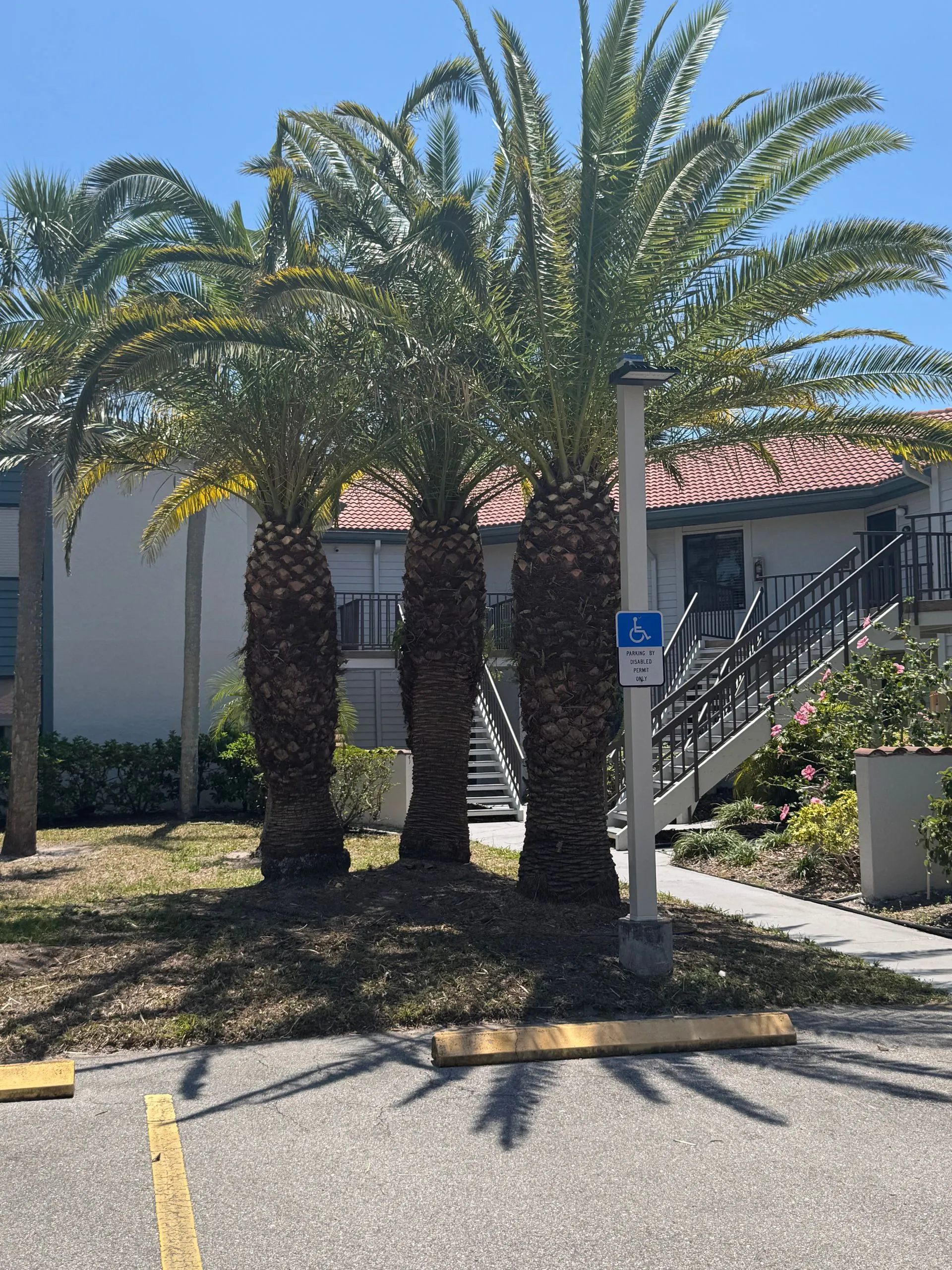 Three palm trees are in a parking lot in front of a building.