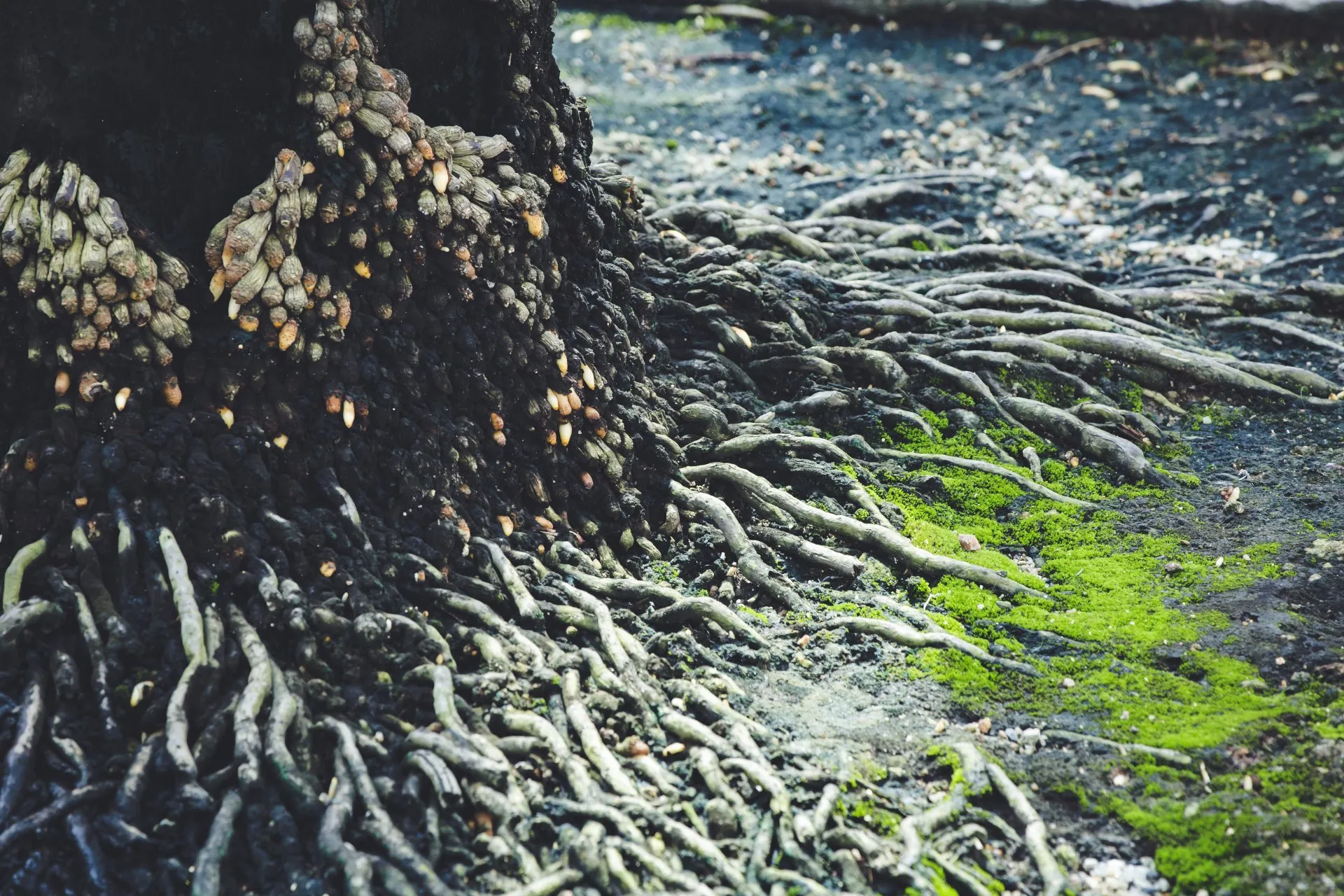 The roots of a tree are covered in green algae