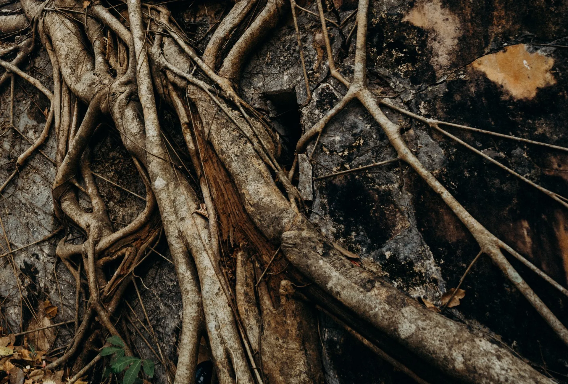 A close up of a tree roots on the ground.